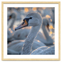 Majestic Swan Close Up With Water Droplets