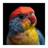 Close Up Colorful Parrot Portrait Vivid Plumage (Print Only)
