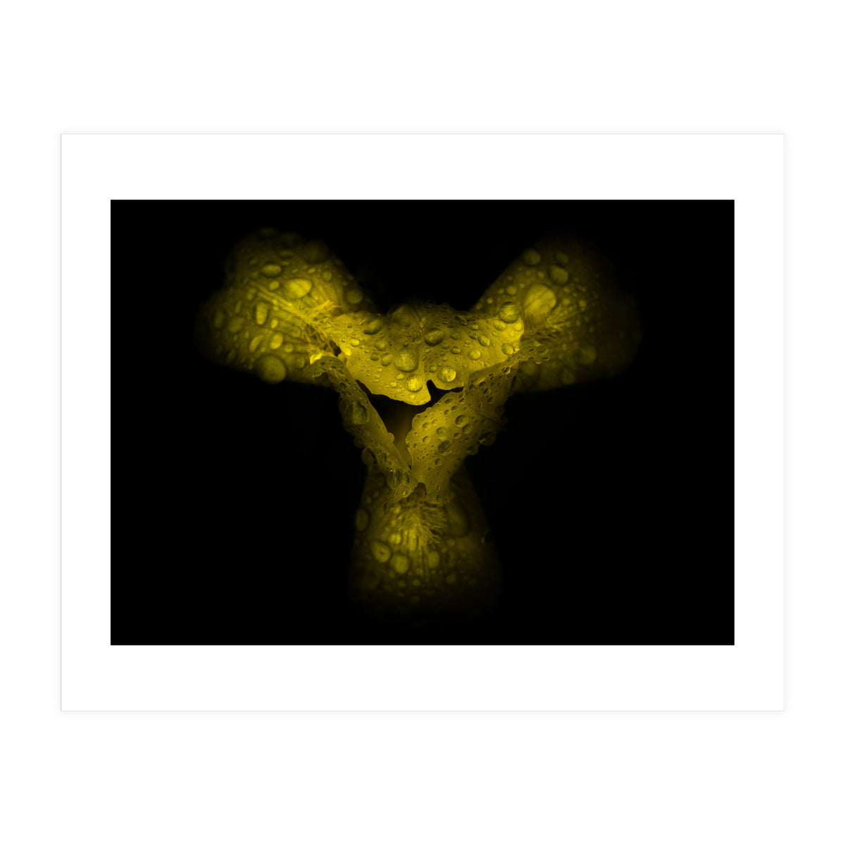 Backyard Flowers No 70 Color Version (Print Only)