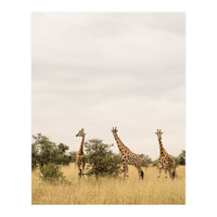 Giraffes in the Wild (Print Only)