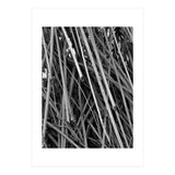 Black Tectorius Plant Shoots Art (Print Only) thumbnail