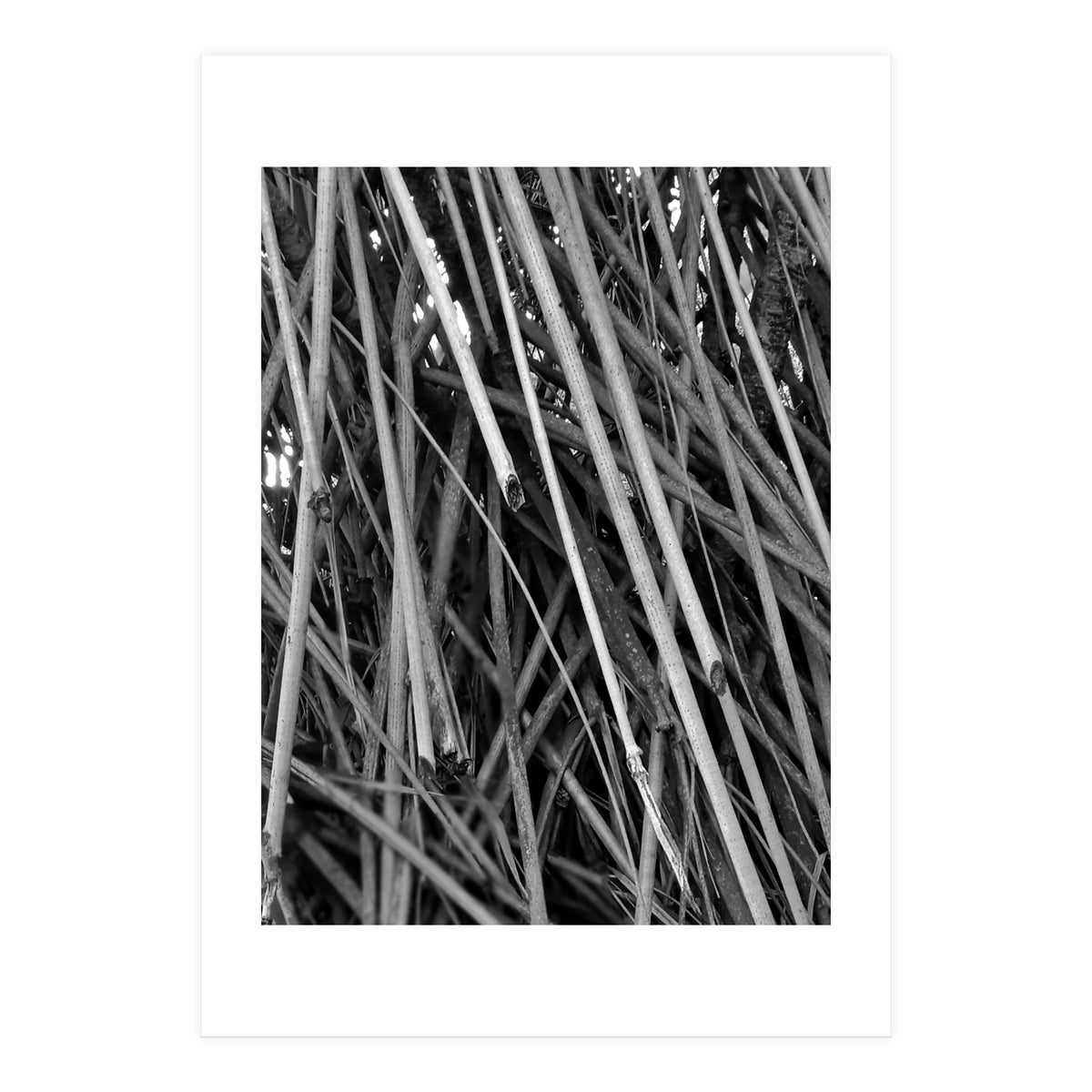 Black Tectorius Plant Shoots Art (Print Only)