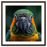 Blue And Gold Macaw Face Focused Portrait thumbnail