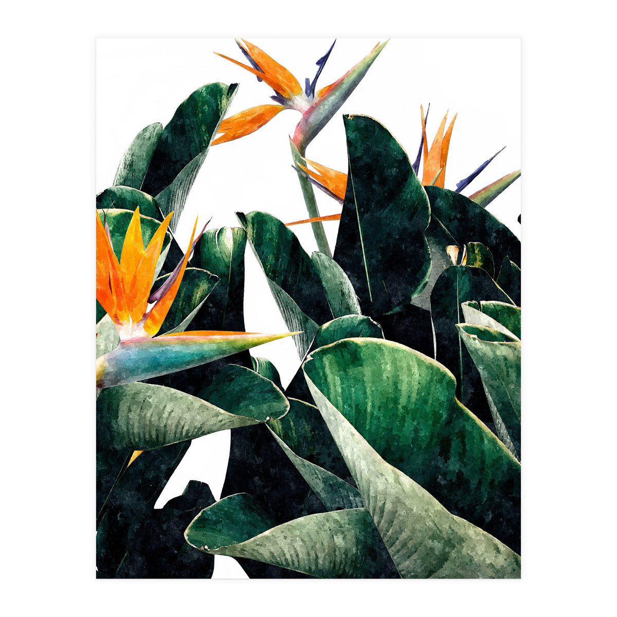 Paradise Bird, Nature Botanical Plant Floral, Tropical Garden Watercolor Painting (Print Only)