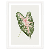 Caladium ‘Carolyn Whorton’ Leaf (Hand Drawn Illustration) thumbnail