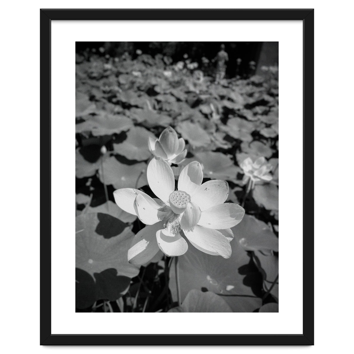 Hylas | Black & White