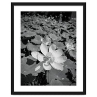 Hylas | Black & White