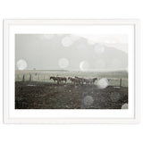 Horses under the sun shower - Iceland thumbnail