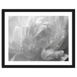 Ethereal Monochromatic Peony Petal Macro thumbnail