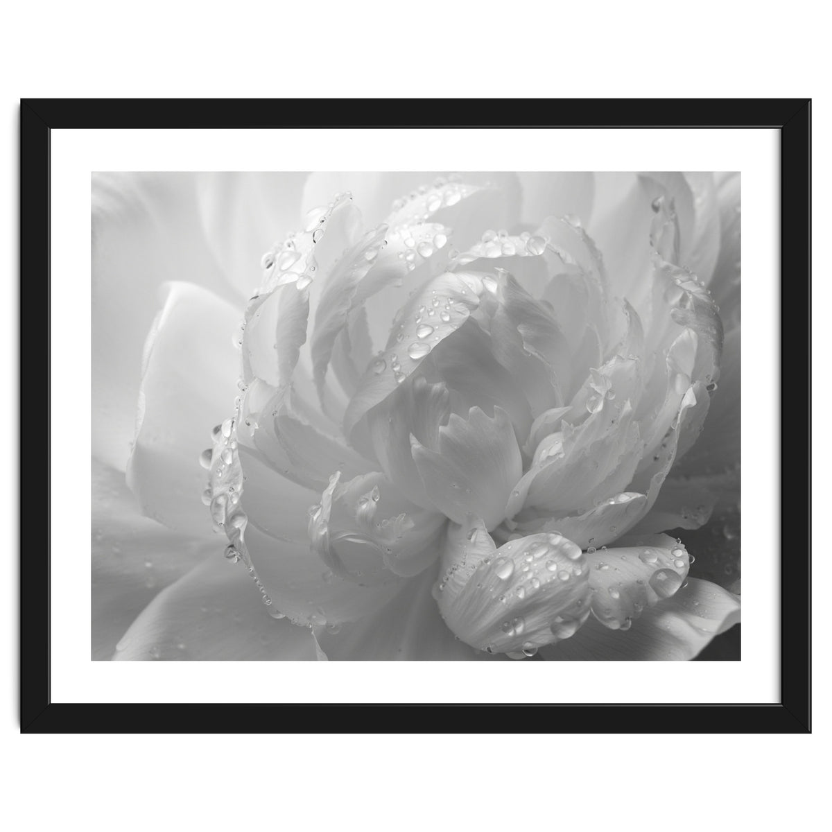 Ethereal Monochromatic Peony Petal Macro