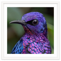 Vibrant Purple Bird With Water Droplets
