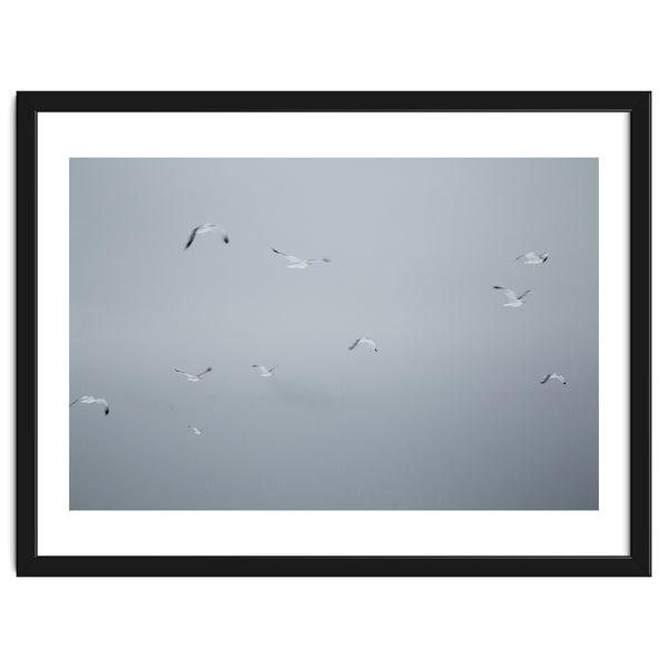Flying seagulls in the winter sky