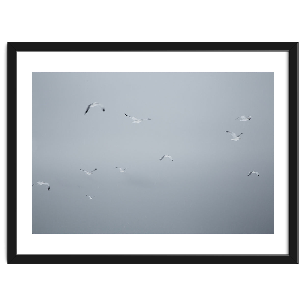 Flying seagulls in the winter sky