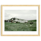 Sheep with a farmhouse - Iceland thumbnail