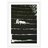 Cat On Stairs thumbnail