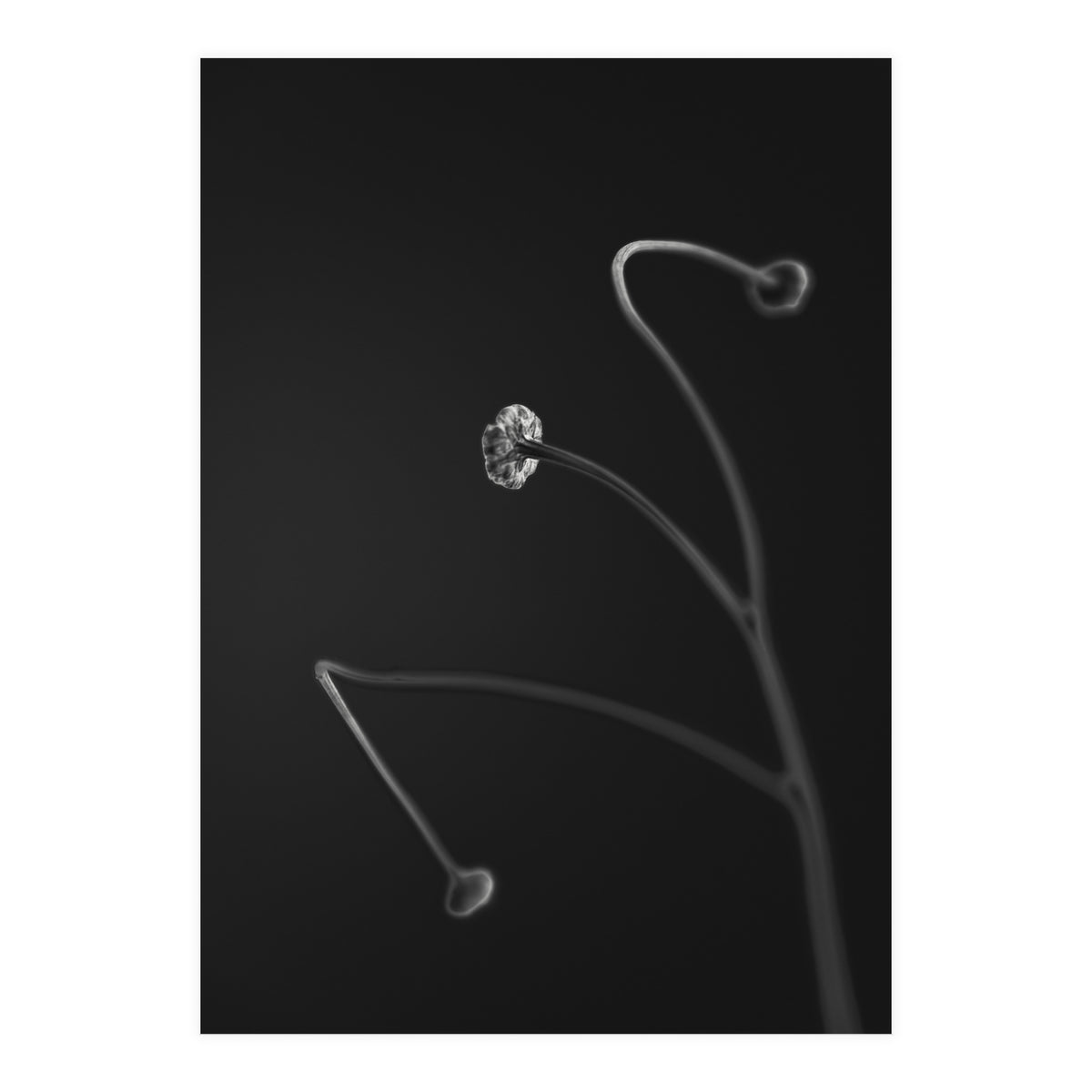 In light of current events VII (Print Only)