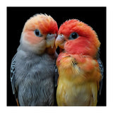 Two Lovebirds Nuzzle Together (Print Only) thumbnail