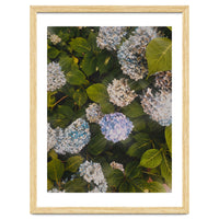 Hydrangeas | Portrait