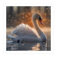 Majestic Swan Gliding On Water During Sunset Golden Hour Wildlife (Print Only)