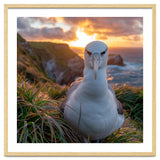 Albatross Bird On Grassy Cliff At Sunset thumbnail