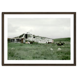 Sheep with a farmhouse - Iceland thumbnail