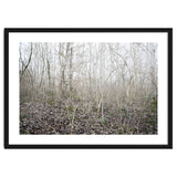 Lost in the birch forest thumbnail