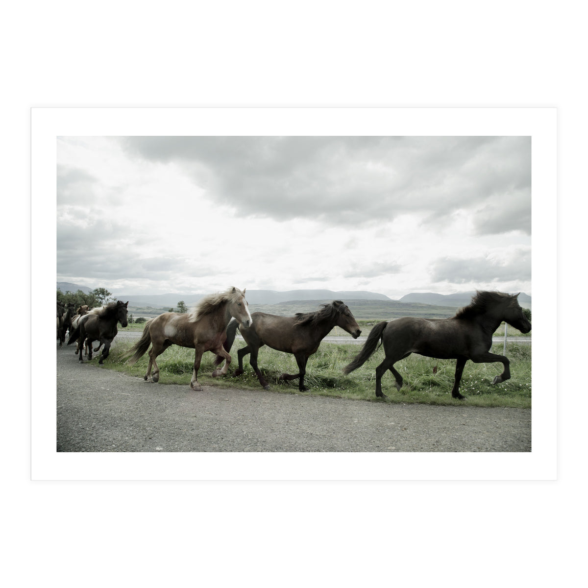 Running horses - Iceland (Print Only)