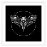 Deaths Head Moth thumbnail