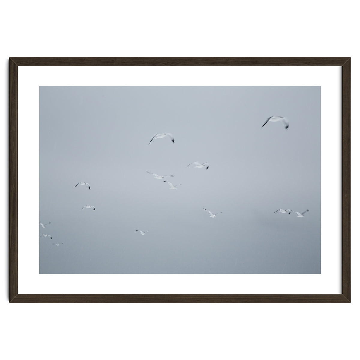 Flying seagulls in the winter sky