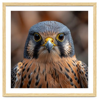 Close Up Kestrel Falcon Bird Portrait Majestic