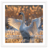 Swan Spreading Wings In Water Sunlight thumbnail