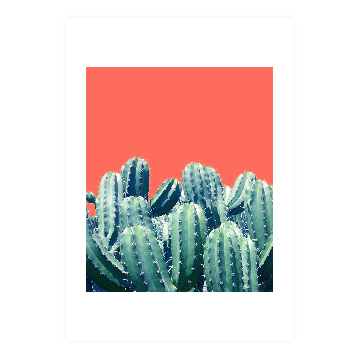 Cactus On Coral (Print Only)