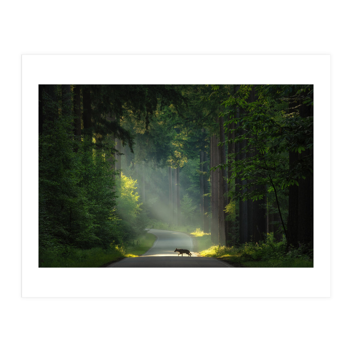 Wolf in the Netherlands (Print Only)