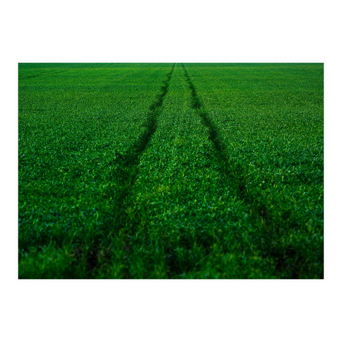 Track and Field (Print Only)