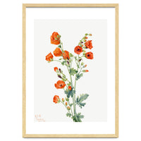 Mary Vaux Walcott – Scarlet Globe Mallow (Sphaeralcea grossulariaefolia) (1927)