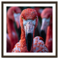 Close Up Of A Flamingo Bird Face, Pink Feathers