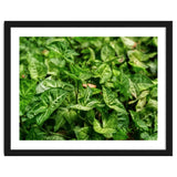 Green Arrow Head Plant Leaves thumbnail