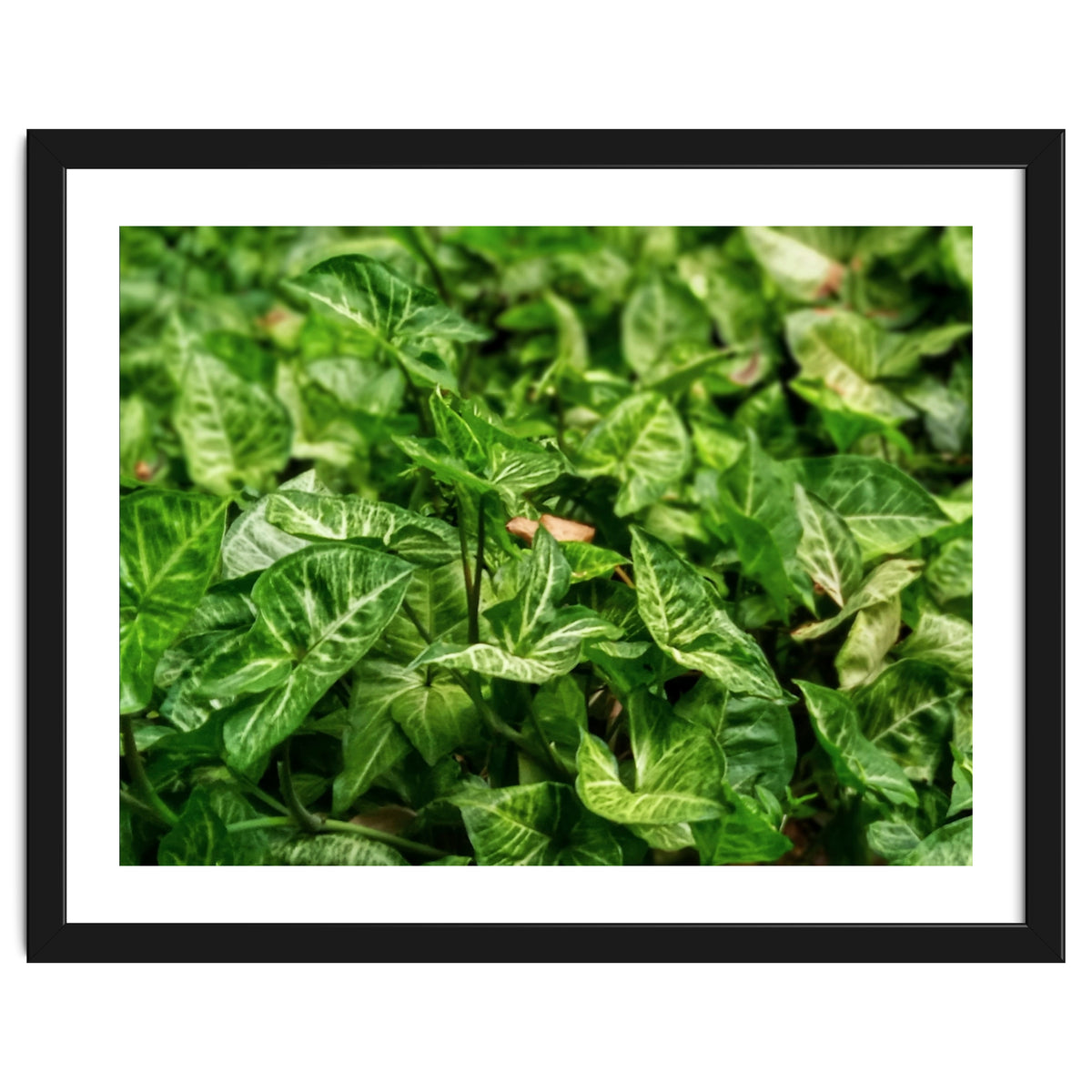 Green Arrow Head Plant Leaves