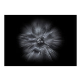 Backyard Flowers In Black And White No 66 Flow Version (Print Only) thumbnail