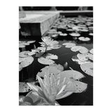 Lotus Pond | Black & White Portrait (Print Only) thumbnail