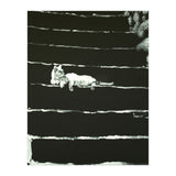 Cat On Stairs (Print Only) thumbnail