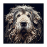 Old Dog 010 (Print Only) thumbnail