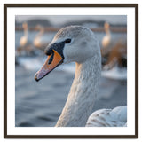 Majestic Swan Portrait In Snowy Waters thumbnail