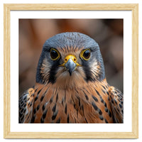 Close Up Kestrel Falcon Bird Portrait Majestic