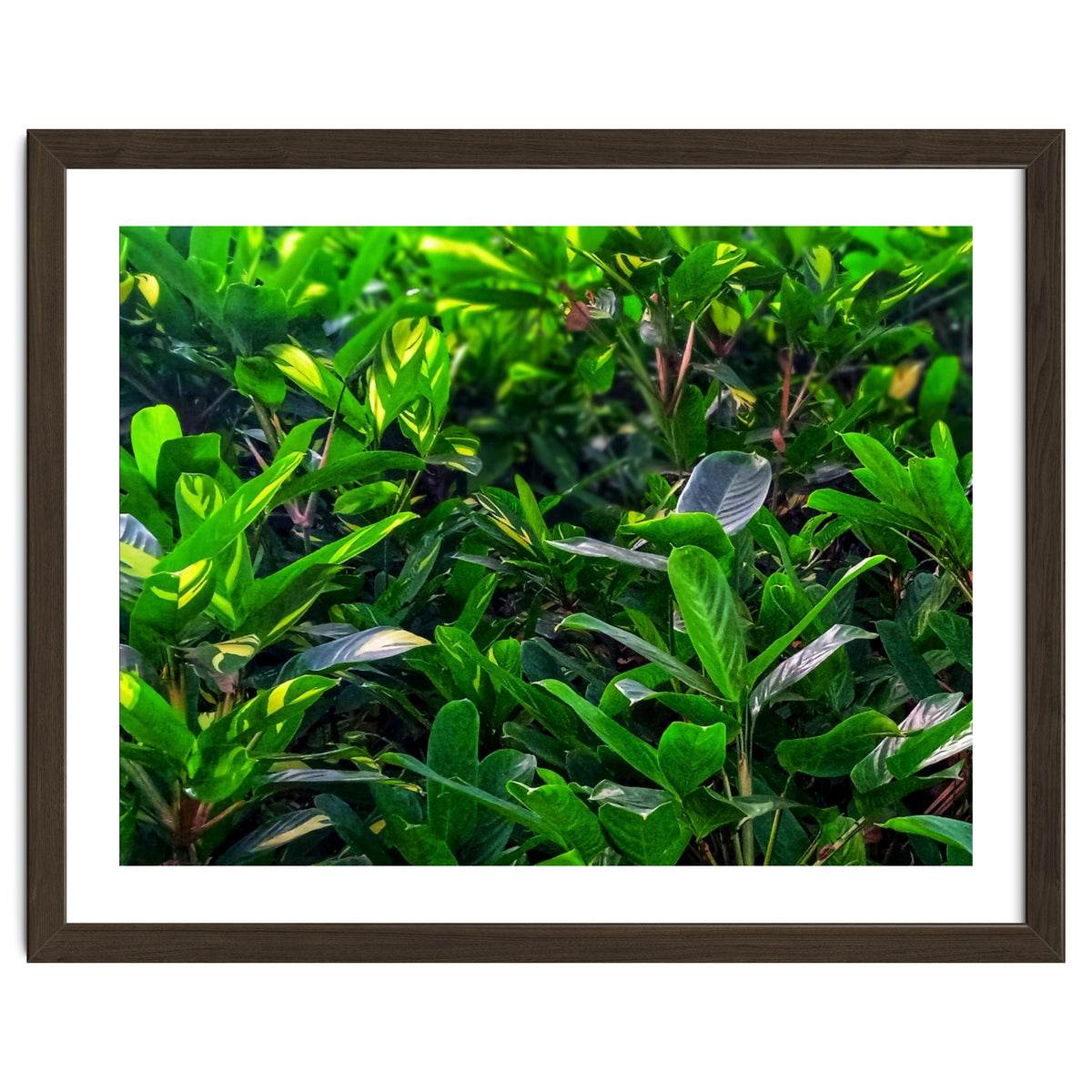 Green House Plant Leaves