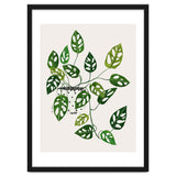 Monstera Obliqua Plant thumbnail
