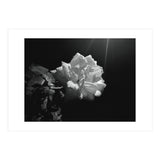Desire (Print Only) thumbnail