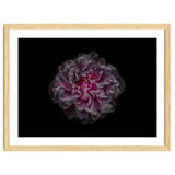 Backyard Flowers No 116 Color Version thumbnail