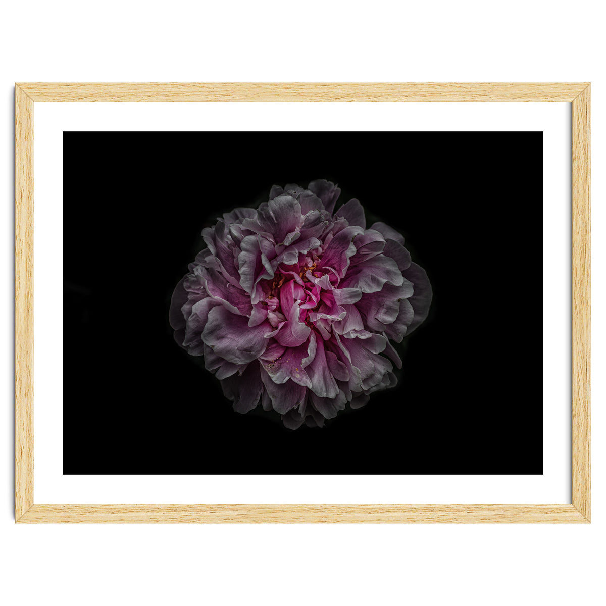 Backyard Flowers No 116 Color Version