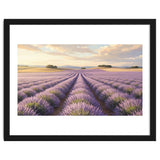 Provençal Sunset: Lavender Field Landscape thumbnail
